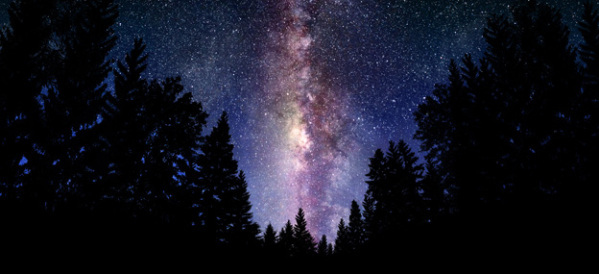 The milky way seen across the sky framed by pine trees