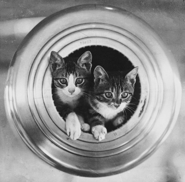 The Ships Cats of HMS Hawkins (c1920)